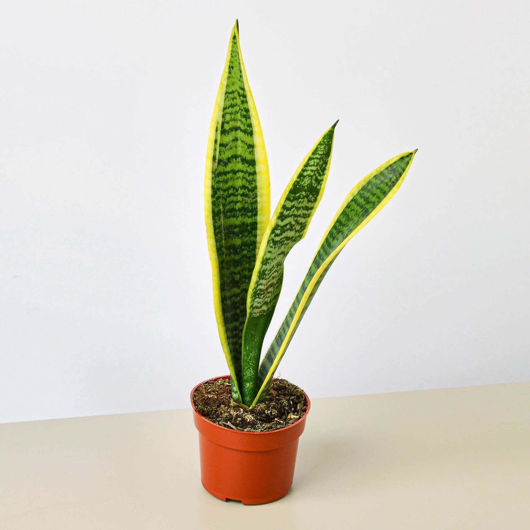 Snake Plant - Laurentii | Modern house plants that clean the air