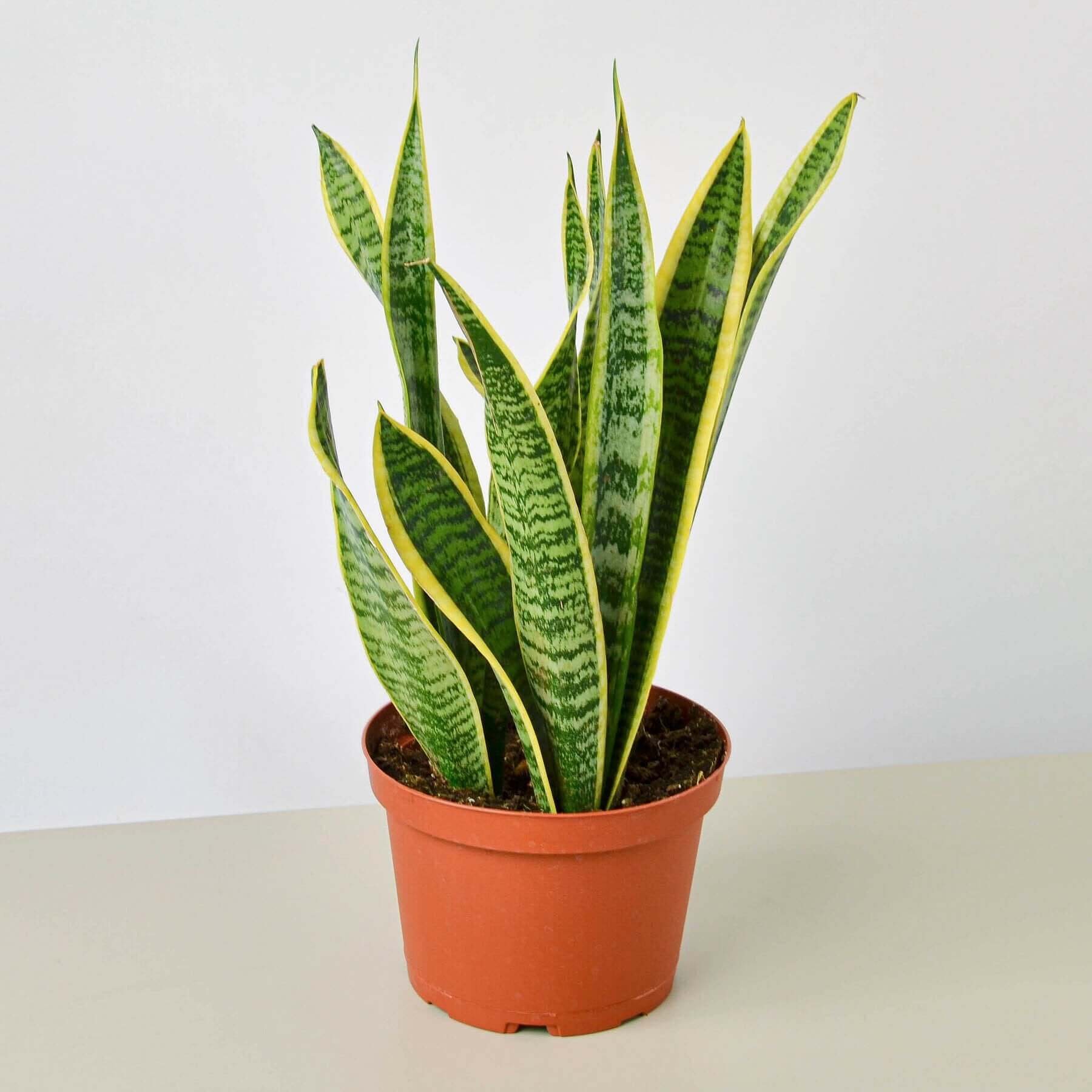 Snake Plant - Laurentii | Modern house plants that clean the air