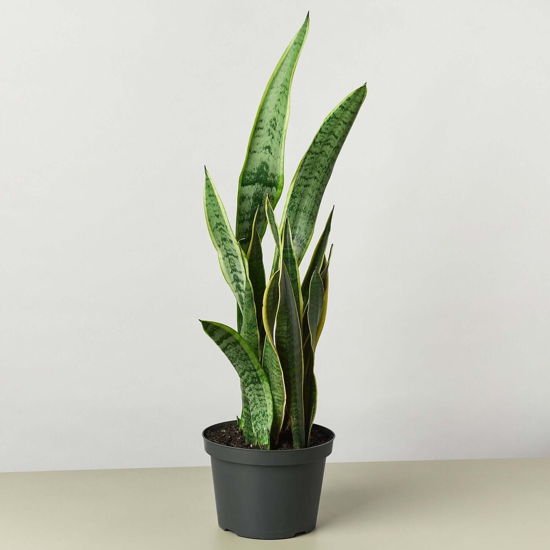 Snake Plant - Laurentii | Modern house plants that clean the air
