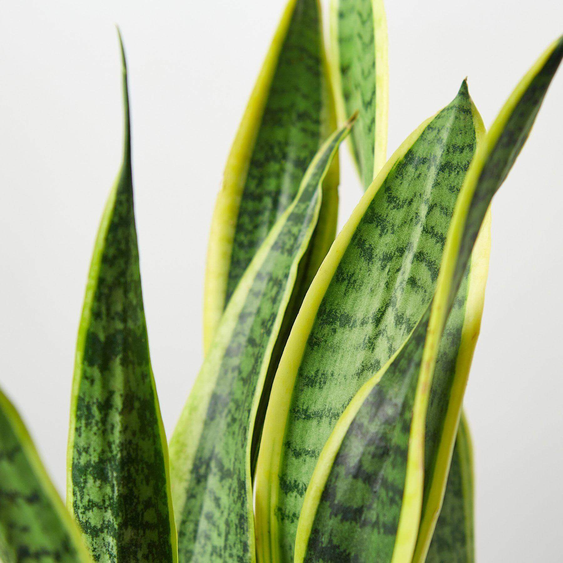 Snake Plant - Laurentii | Modern house plants that clean the air