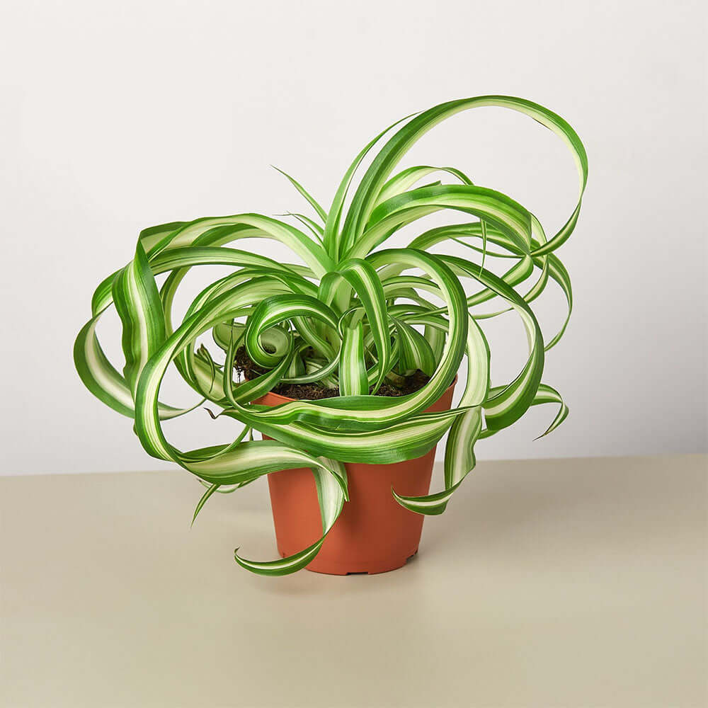 Spider Plant - Bonnie | Modern house plants that clean the air
