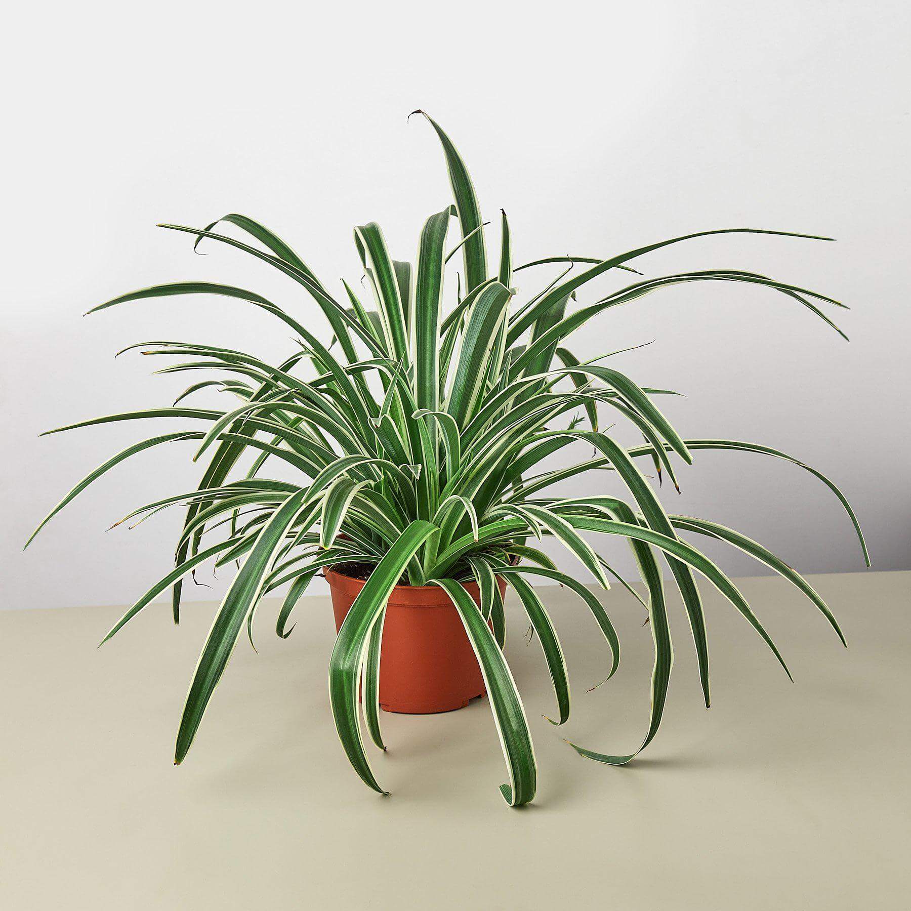 Spider Plant - Reverse | Modern house plants that clean the air