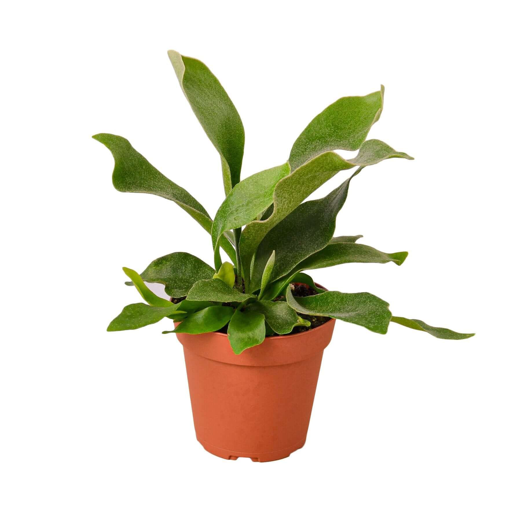 Staghorn Fern | Modern house plants that clean the air