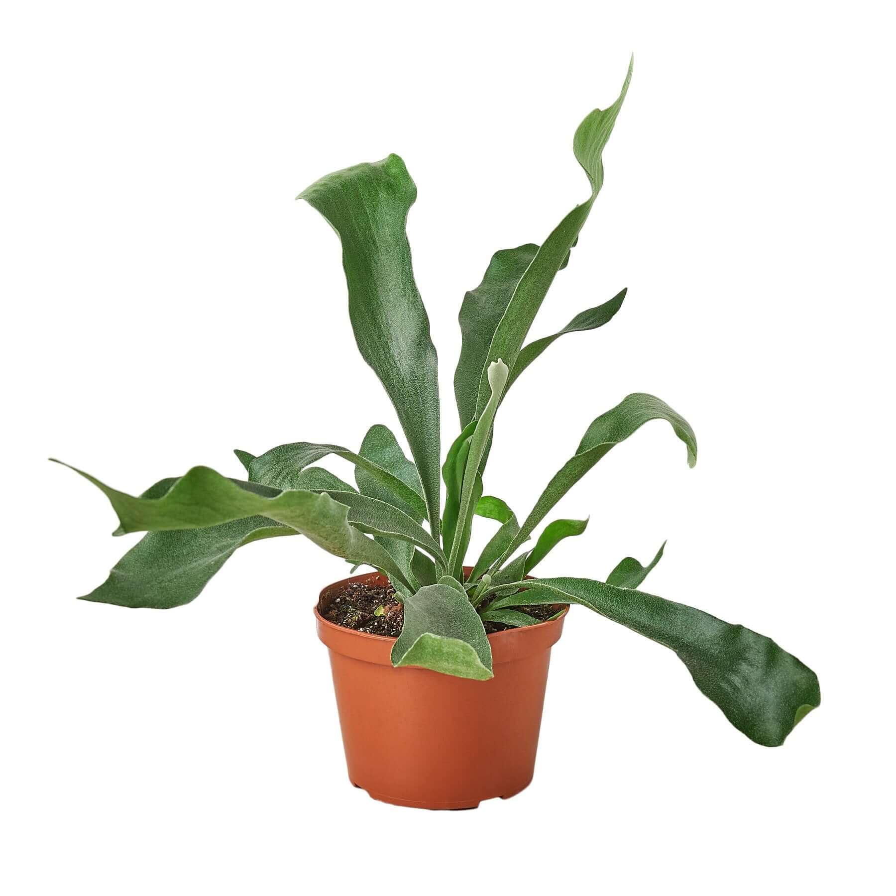 Staghorn Fern | Modern house plants that clean the air