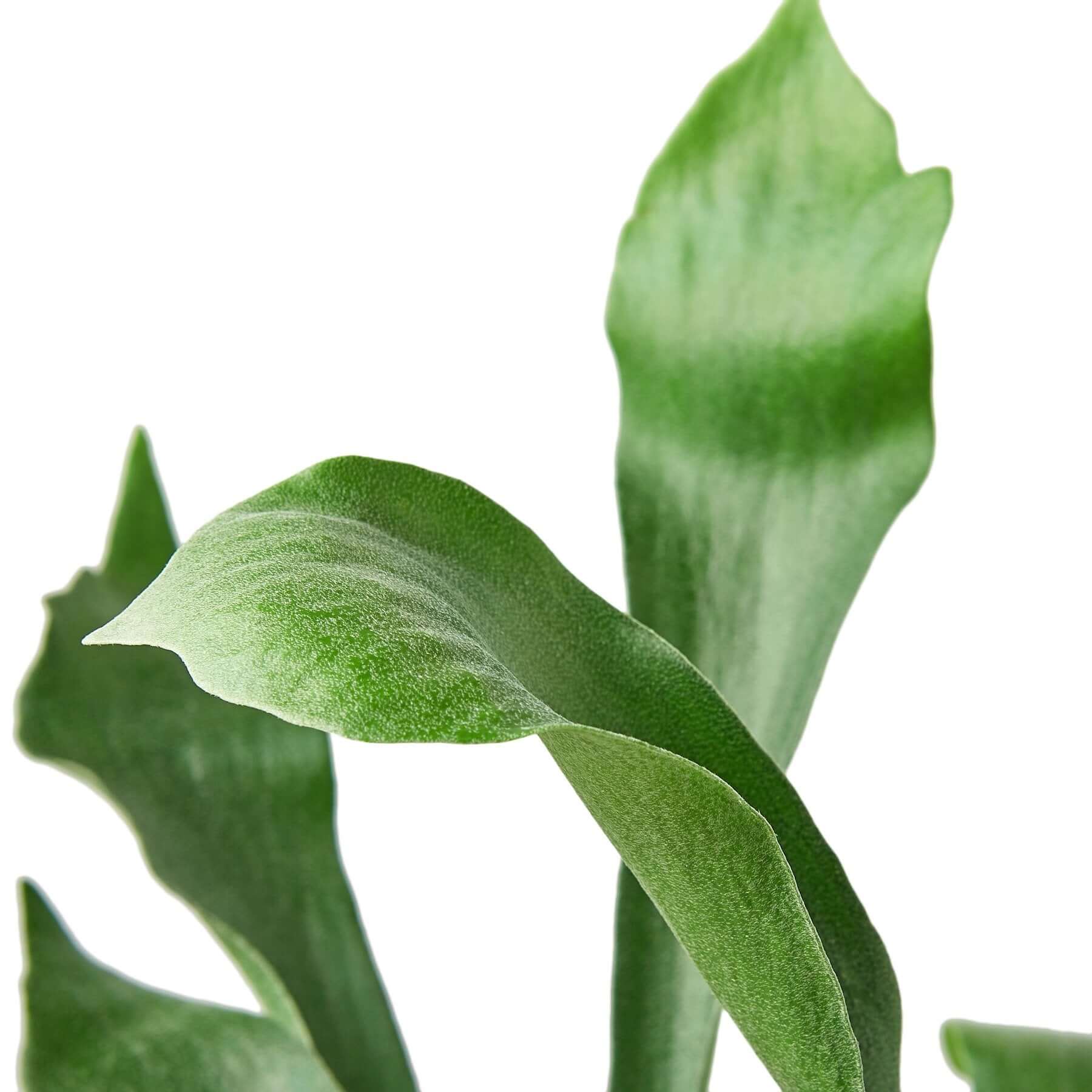 Staghorn Fern | Modern house plants that clean the air