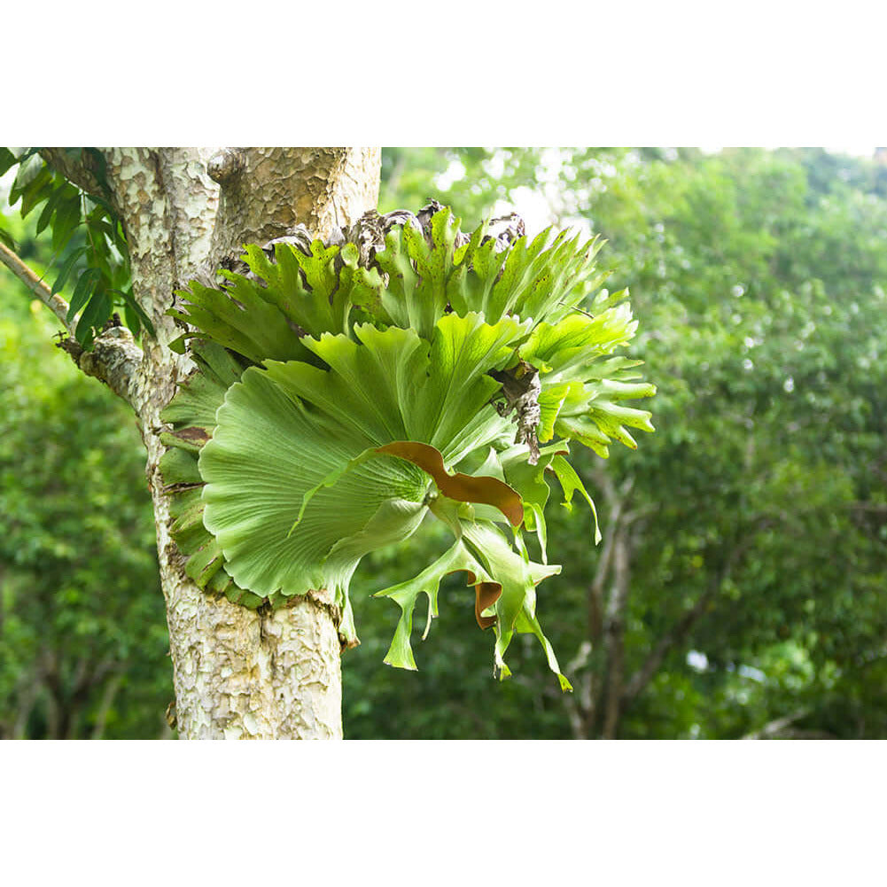 Staghorn Fern | Modern house plants that clean the air