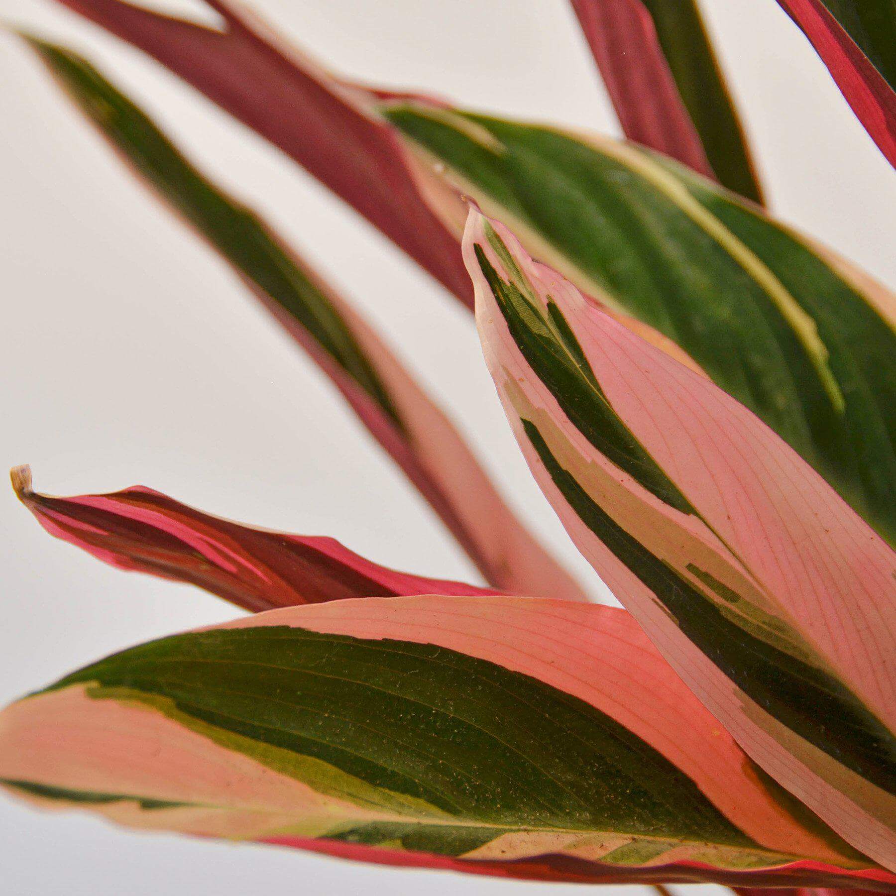Stromanthe - Triostar | Modern house plants that clean the air