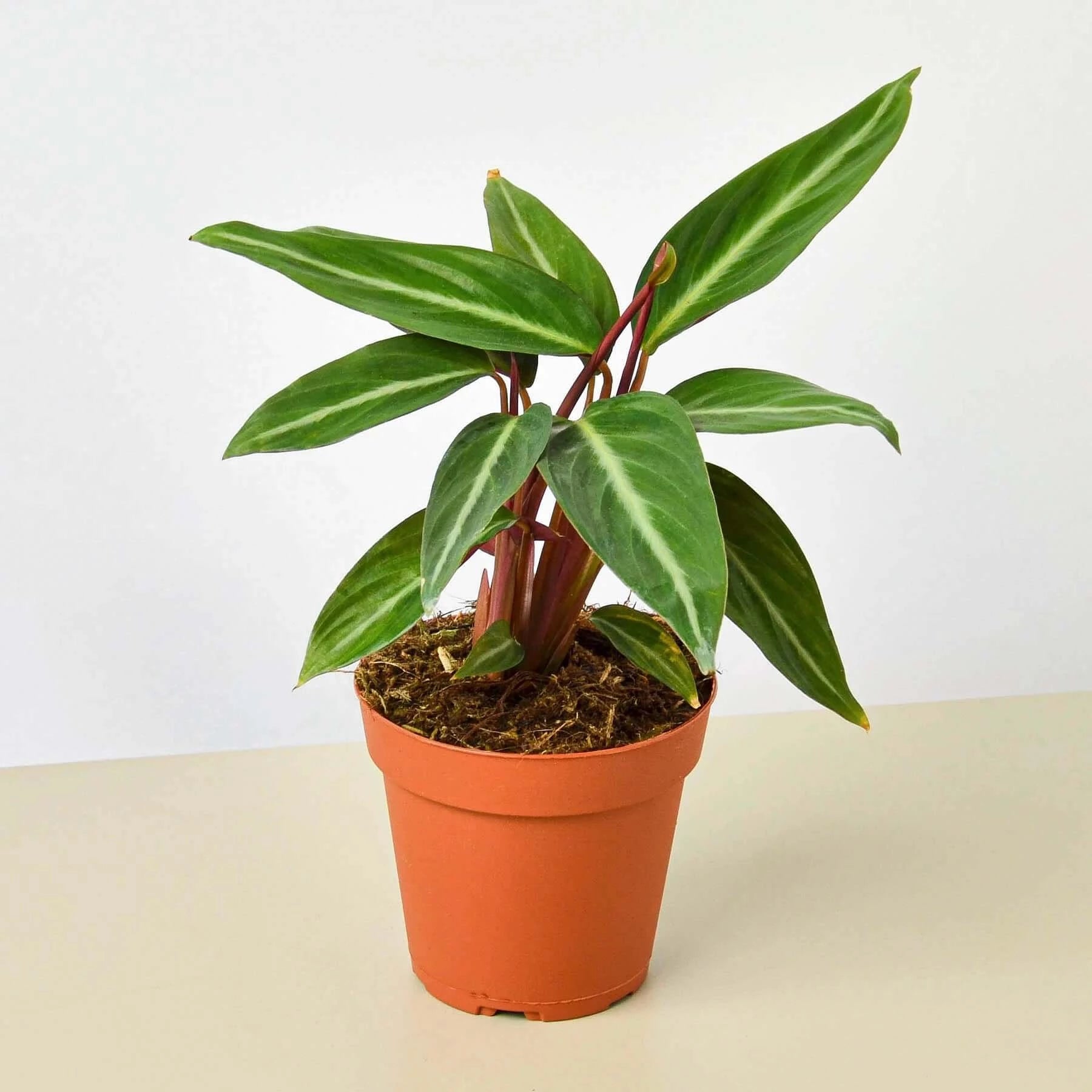 Stromanthe - Sanguinea | Modern house plants that clean the air