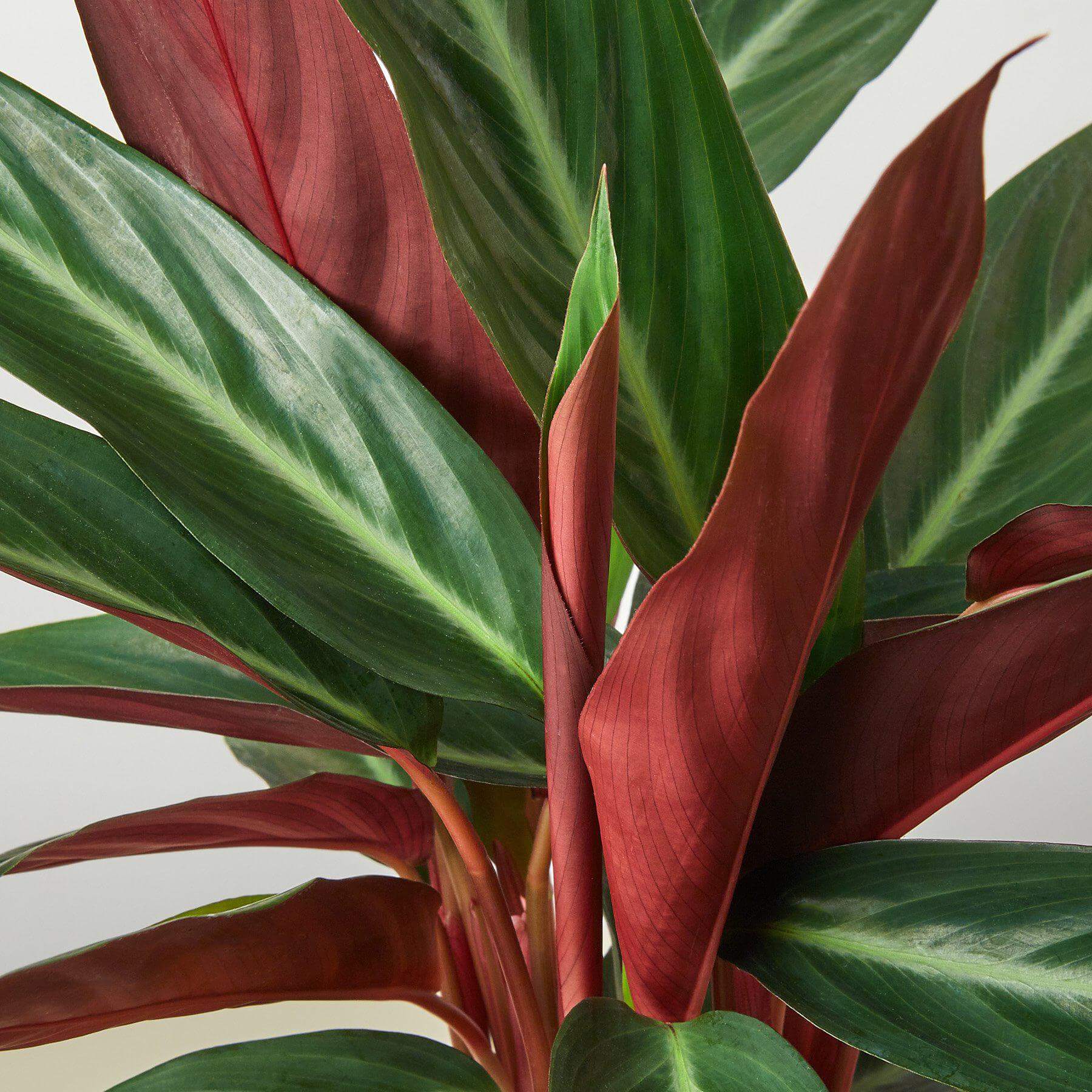 Stromanthe - Sanguinea | Modern house plants that clean the air