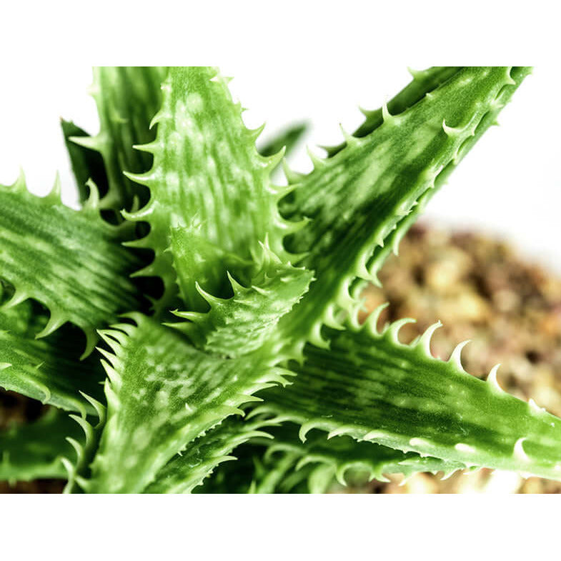 Tiger Tooth Aloe Vera | Modern house plants that clean the air