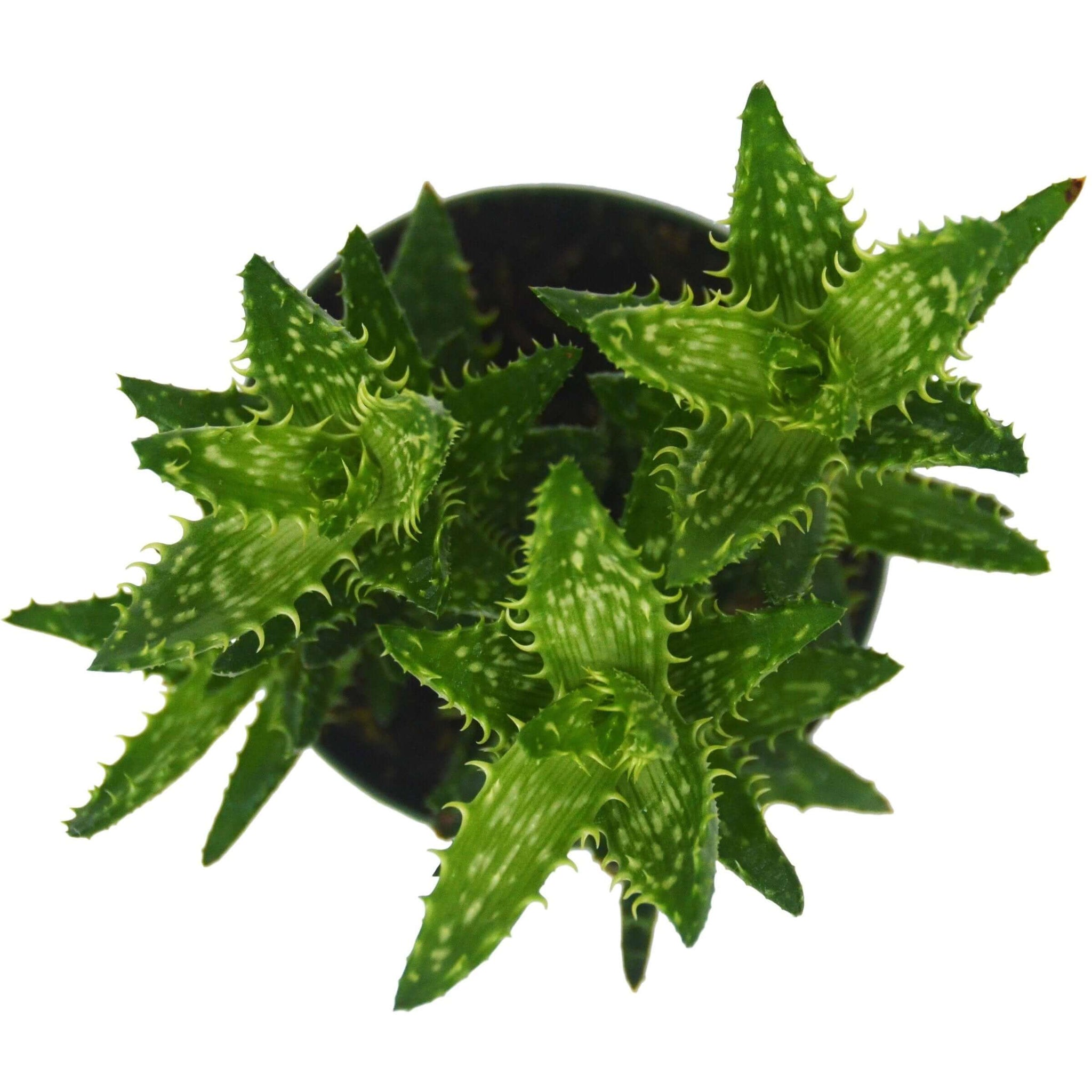 Tiger Tooth Aloe Vera | Modern house plants that clean the air