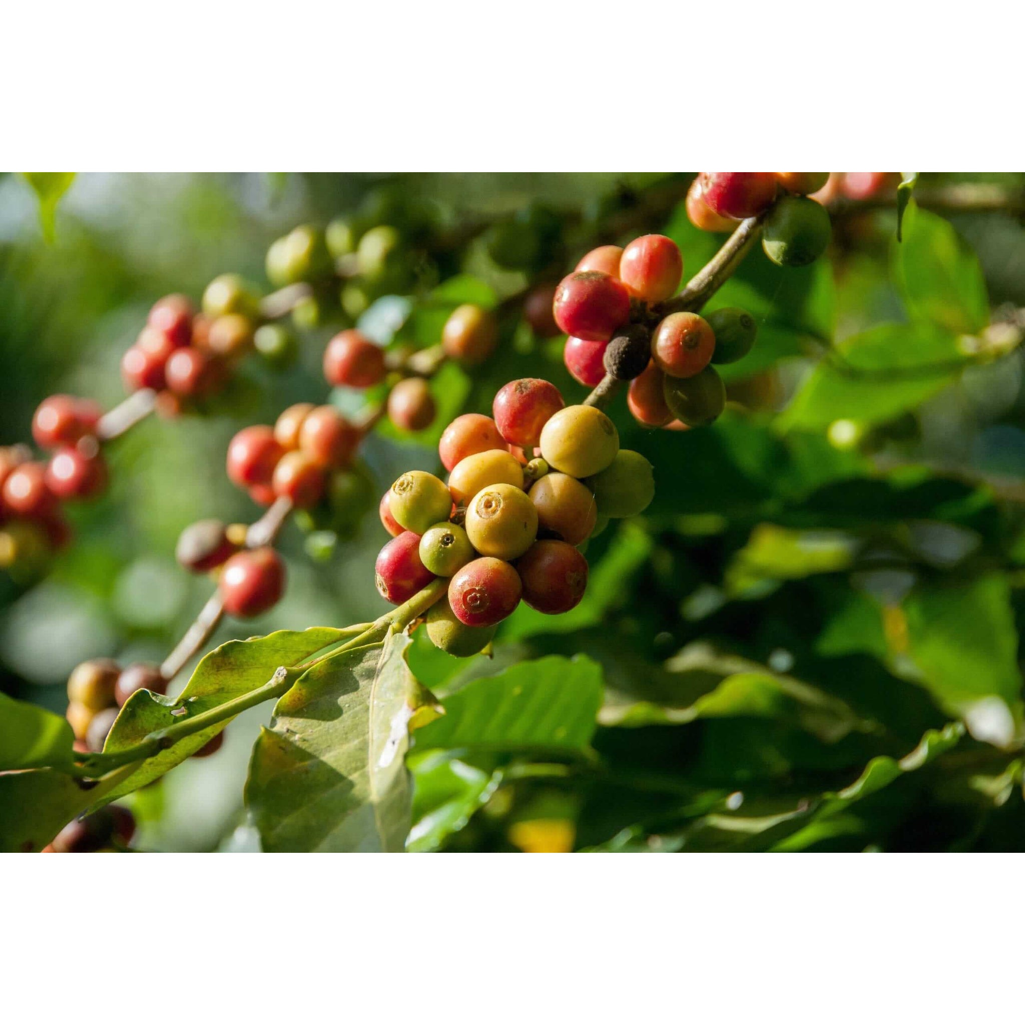 Arabica Coffee Plant | Modern house plants that clean the air